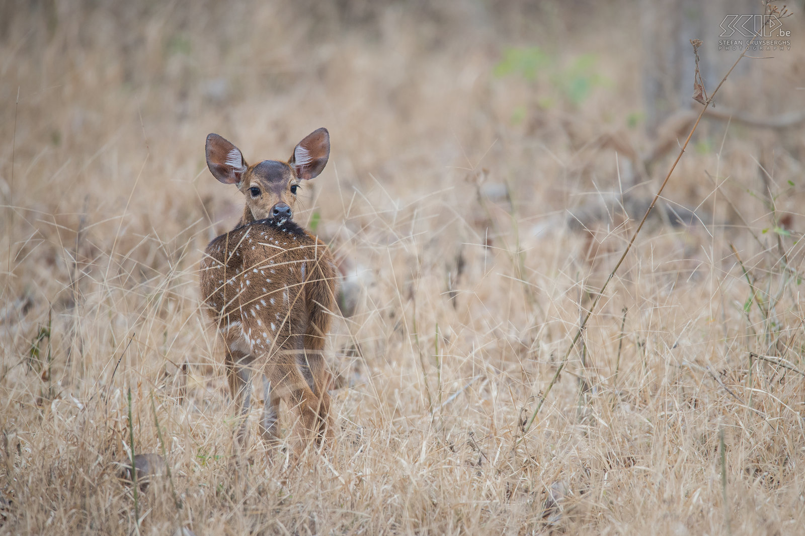 Kabini - Juvenile spotted deer Kabini National Park in Karnataka is the home of many herds of spotted deers (Axis deer, Chital, Axis axis). Predators of the chital include tigers, leopards, dholes, ... Stefan Cruysberghs